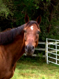 horse-5